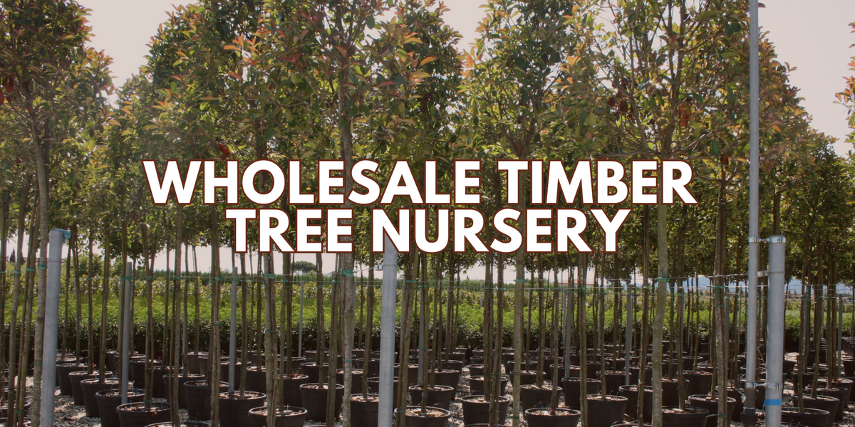 Wholesale Timber Tree Supplier in Gajraula: Saharanpur Nursery