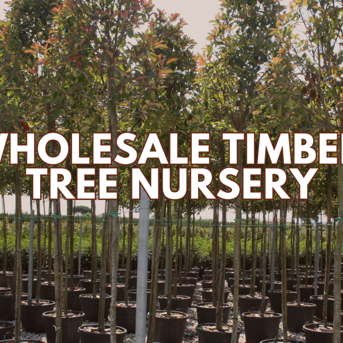 Timber tree nursery wholesale supplier in saharanpur