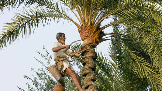 Palm Tree Wine Guide: Uses, Benefits &amp; Facts in Simple Words