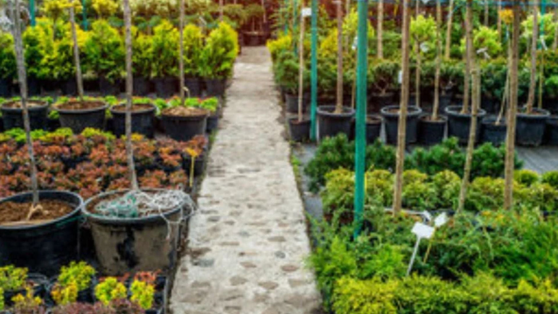 Stranger Things Upside-Down Dark Garden | Dark Foliage Plants &amp; Moody Garden Design in India