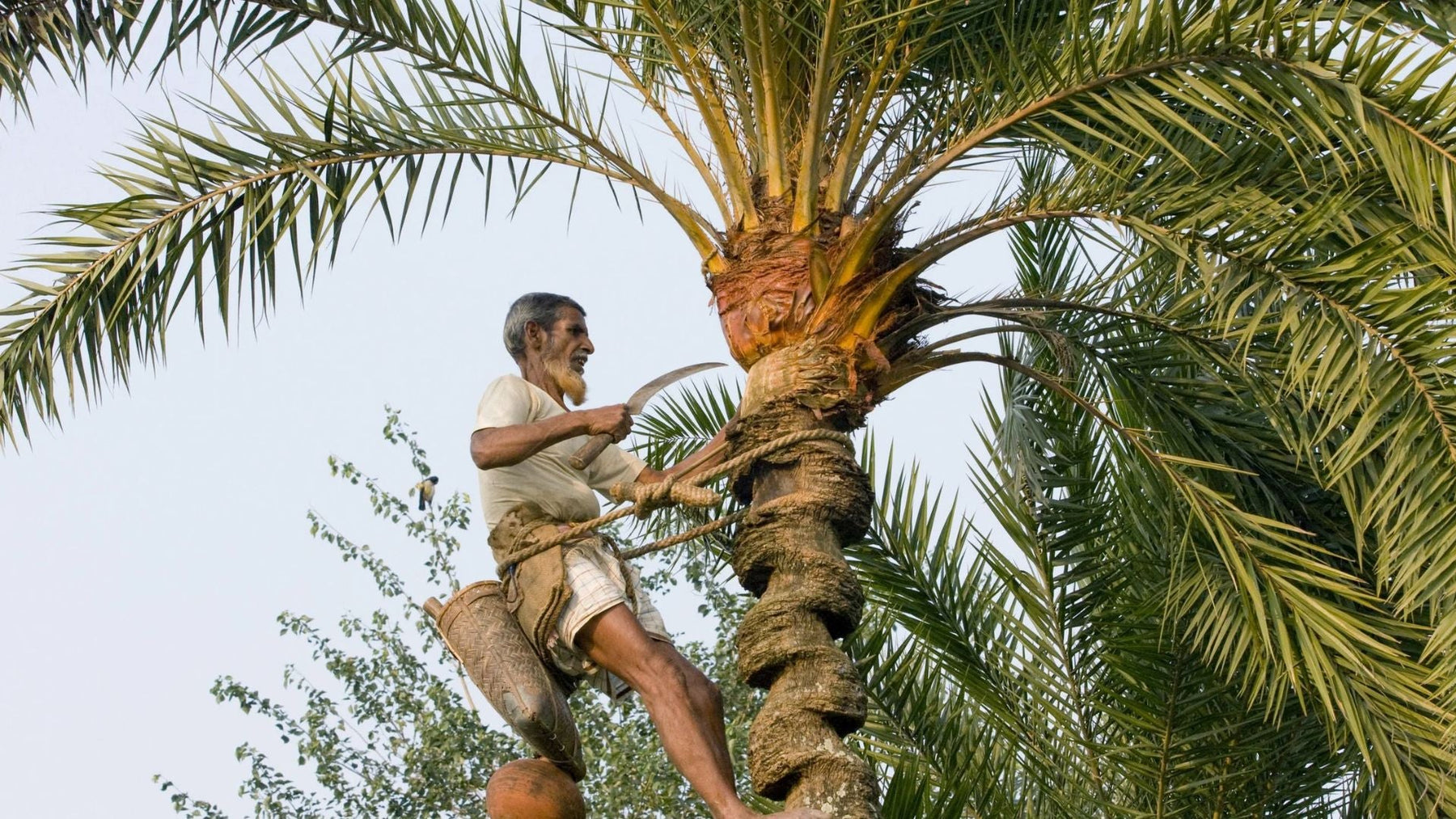 Palm Tree Wine Guide: Uses, Benefits &amp; Facts in Simple Words