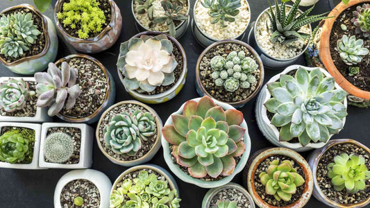 Succulent Plant Care Guide: Easy Tips for Healthy Succulents at Home