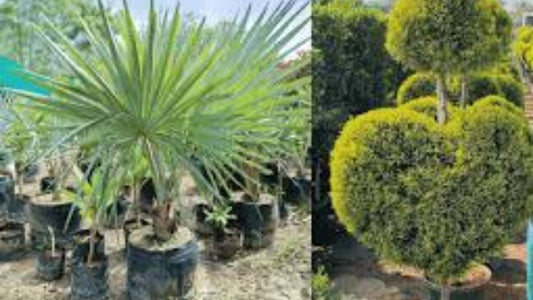 Bulk Plant Orders at Saharanpur Nursery – Trusted Wholesale Plant Supplier in India