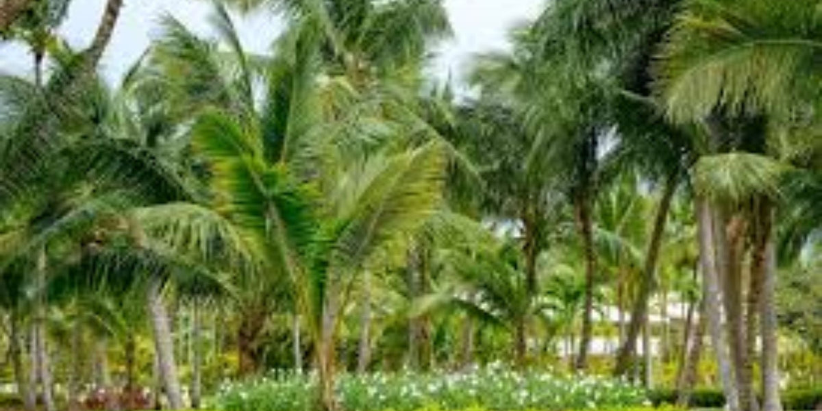Palm Trees Guide: Types, Uses & Benefits for Gardens and Landscapi ...