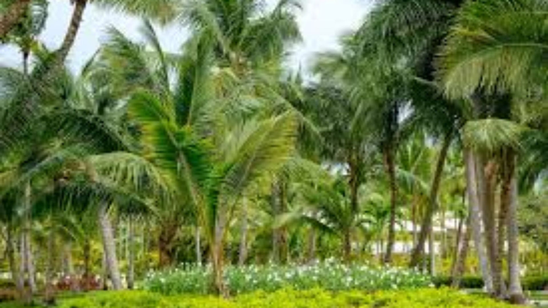 Palm Trees Guide: Types, Uses &amp; Benefits for Gardens and Landscaping