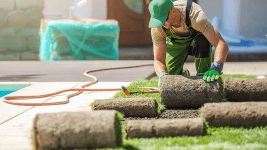 Best Lawn Grass for Indian Gardens – Complete Grass Selection Guide | Saharanpur Nursery