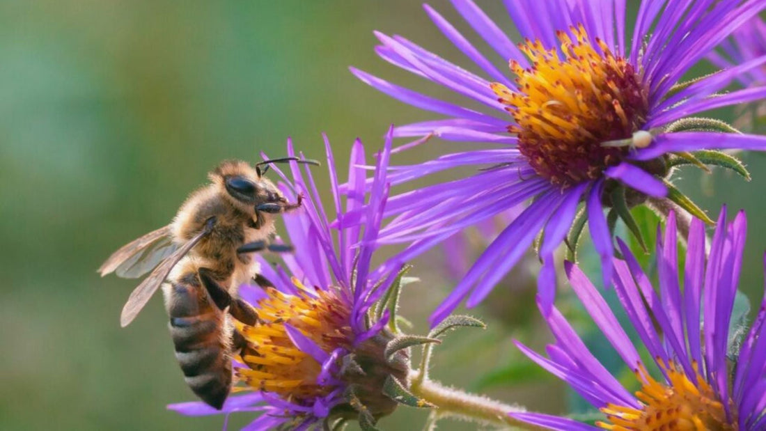 Top 10 Best Plants for Honey Bees in India | Bee-Friendly Garden Guide – Saharanpur Nursery