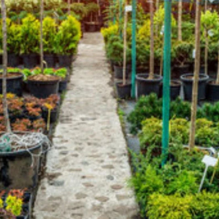 Top 50 Best Garden Shrubs in India – Easy to Grow Plants from Saharanpur Nursery