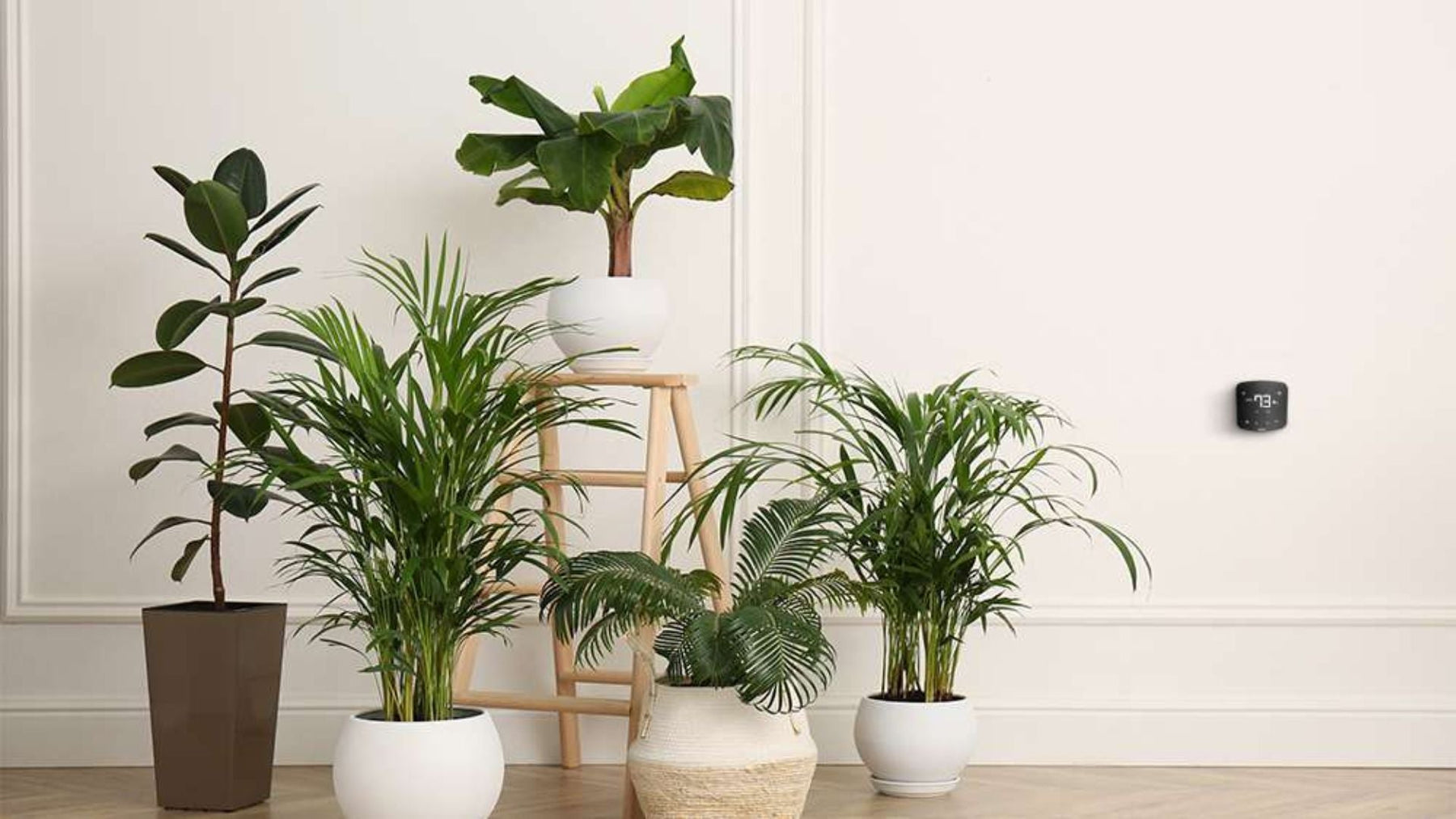Top 10 Air Purifying Indoor Plants That Increase Oxygen at Home