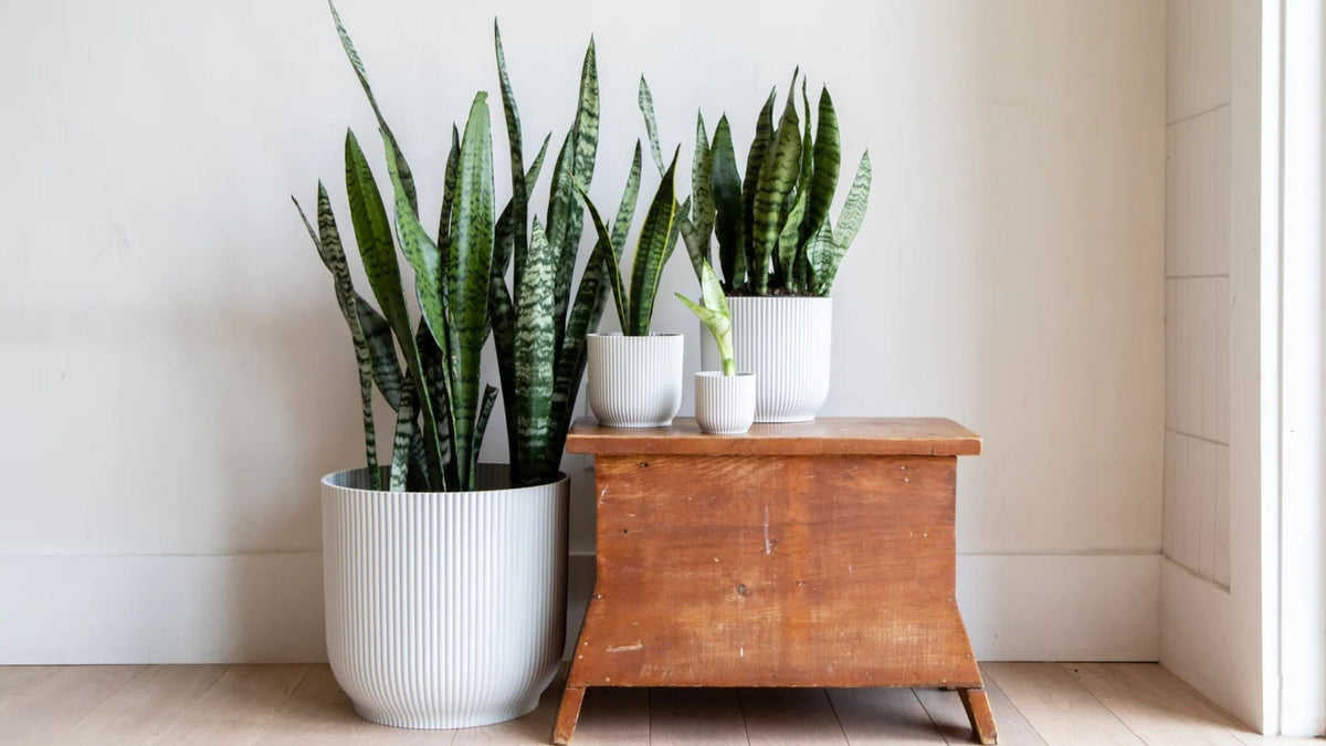 The Shocking Truth About Snake Plants  Are They Poisonous?  Saharanpur  Nursery