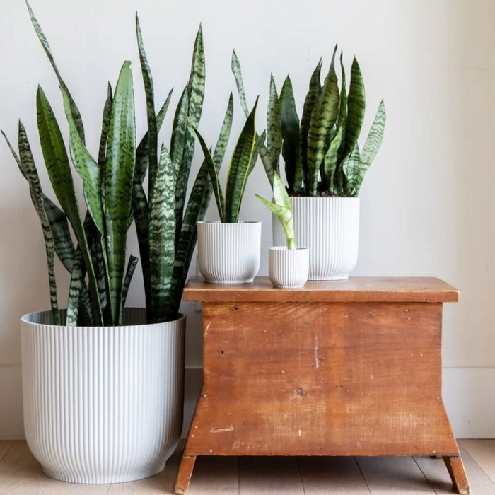 The Shocking Truth About Snake Plants – Are They Poisonous?