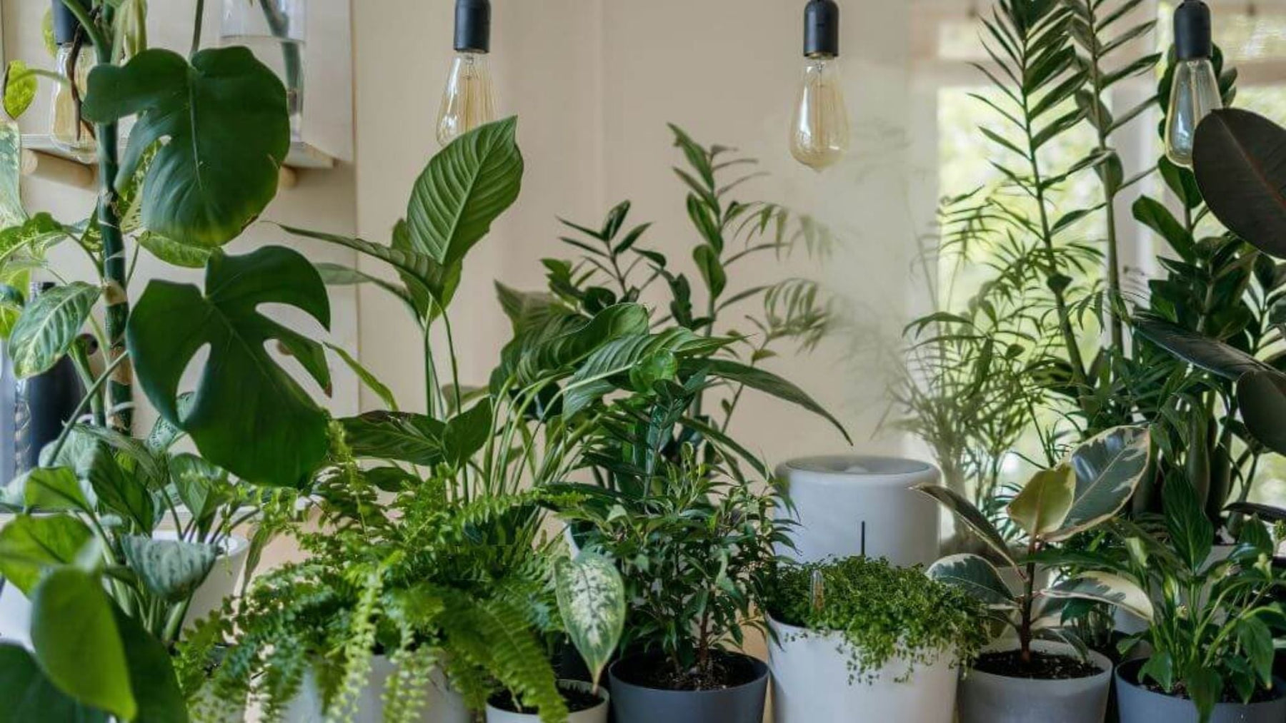10 Common Houseplant Mistakes to Avoid for Healthy Indoor Plants