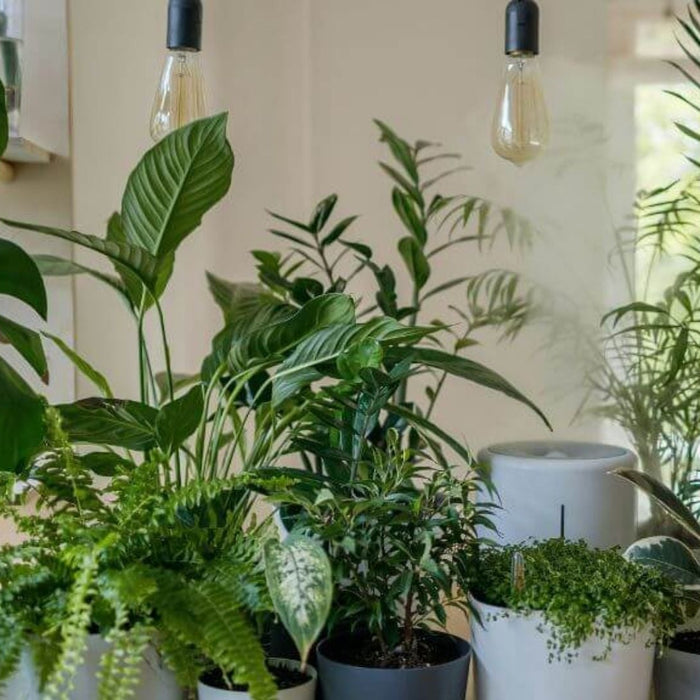 10 Common Houseplant Mistakes to Avoid for Healthy Indoor Plants