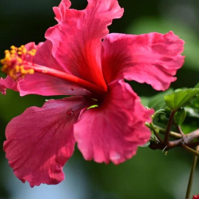 The Magic of Hibiscus: Beauty, Culture and Natural Healing in India