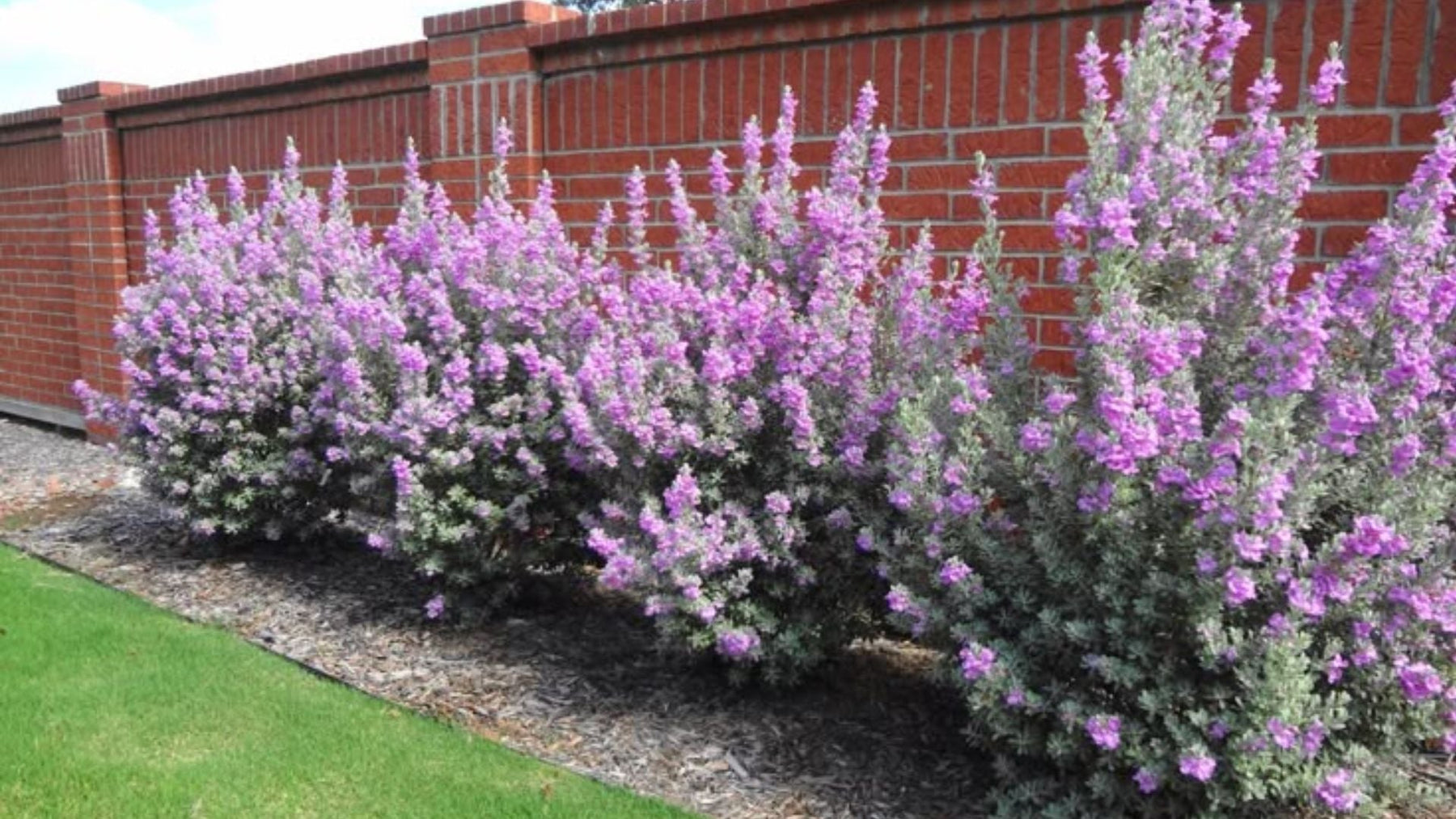 Texas Sage Plant Care: Easy Guide to Grow This Hardy, Blooming Shrub in India