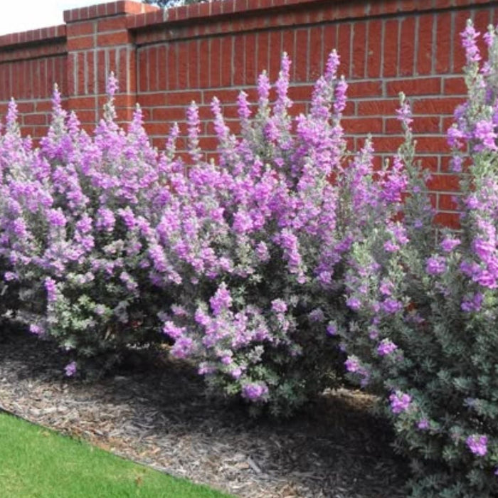 Texas Sage Plant Care: Easy Guide to Grow This Hardy, Blooming Shrub in India