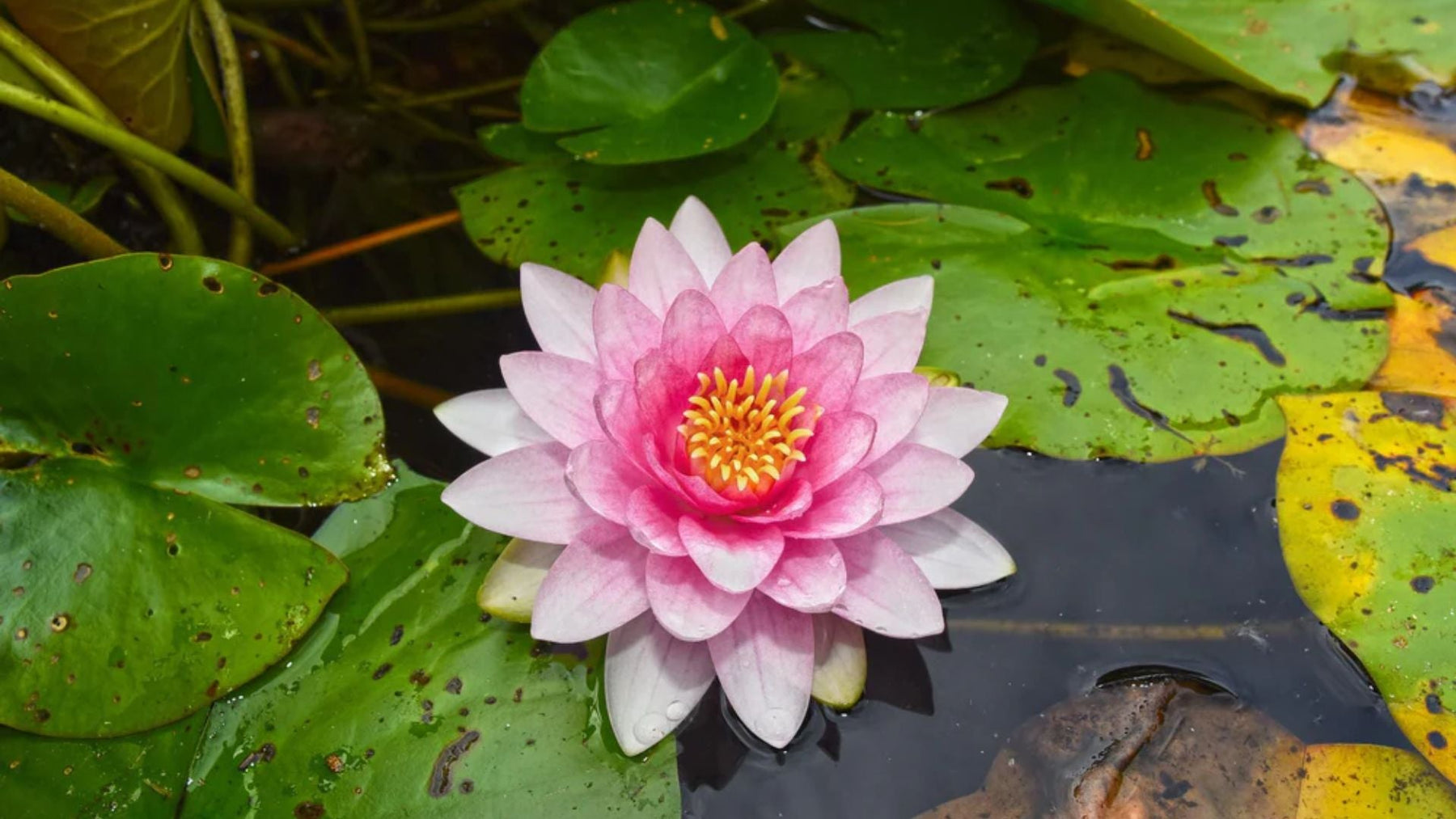 Aquatic Plants in India – Easy Types and Care Tips for Water Gardens