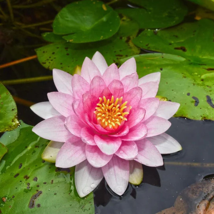 Aquatic Plants in India – Easy Types and Care Tips for Water Gardens