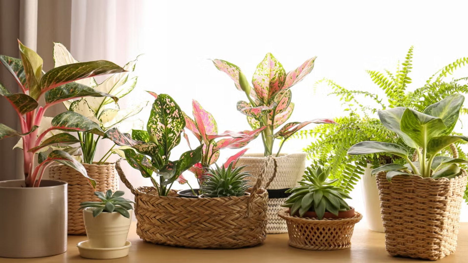 Pet-Friendly Houseplants in India – Safe, Beautiful & Easy to Grow