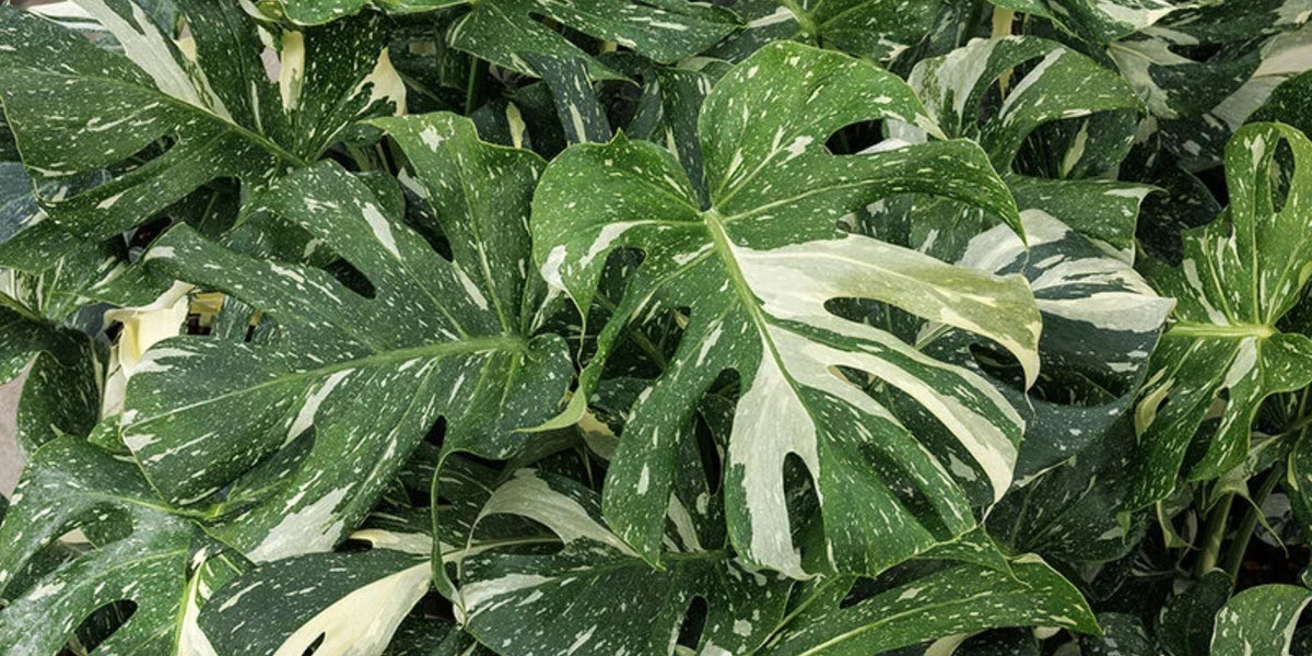 Monstera Plant Care in India  Easy Indoor Care Guide for a Tropical J   Saharanpur Nursery