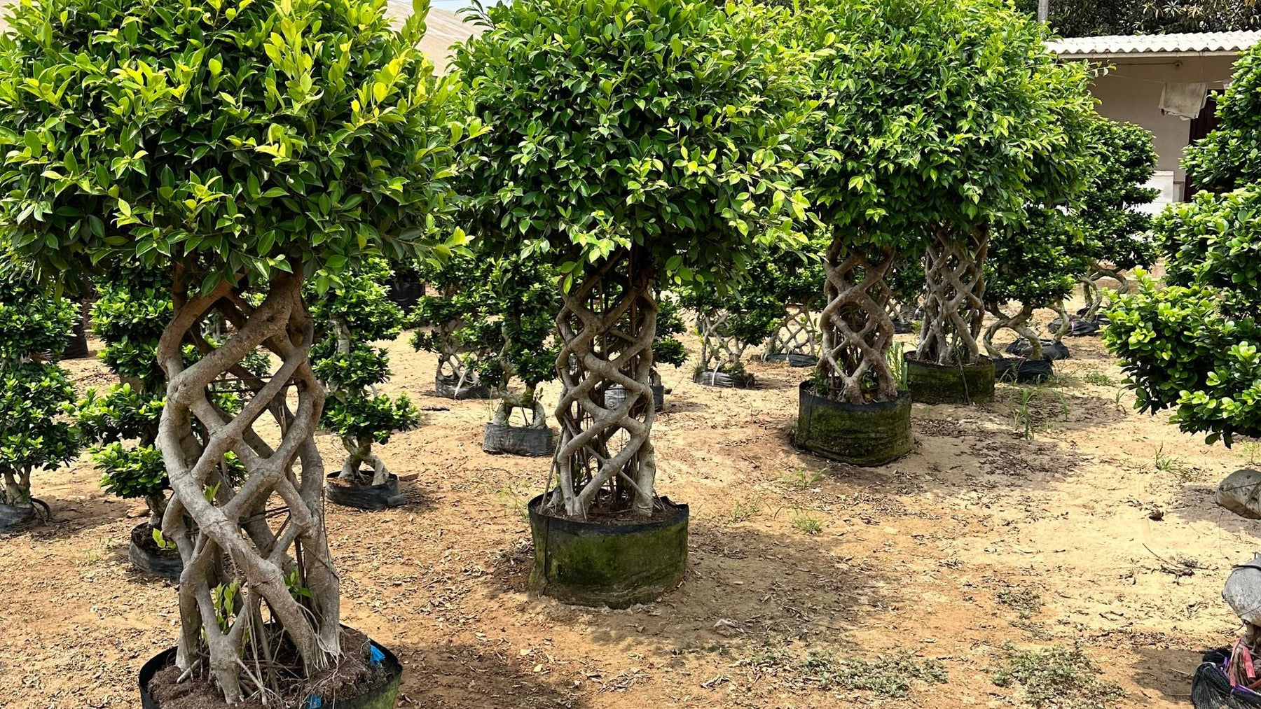 Bonsai Plant Care in India – Easy Guide to Grow Miniature Trees at Home