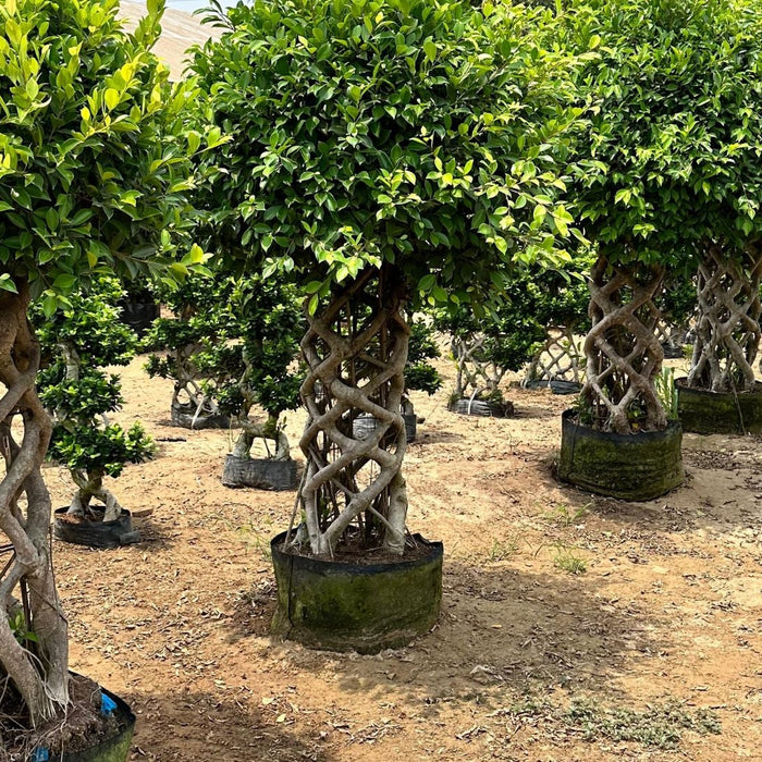 Bonsai Plant Care in India – Easy Guide to Grow Miniature Trees at Home