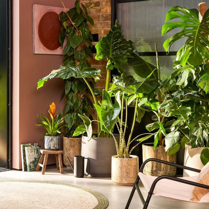 Terrariums in India – Easy Guide to Create and Care for Your Mini Indoor Garden