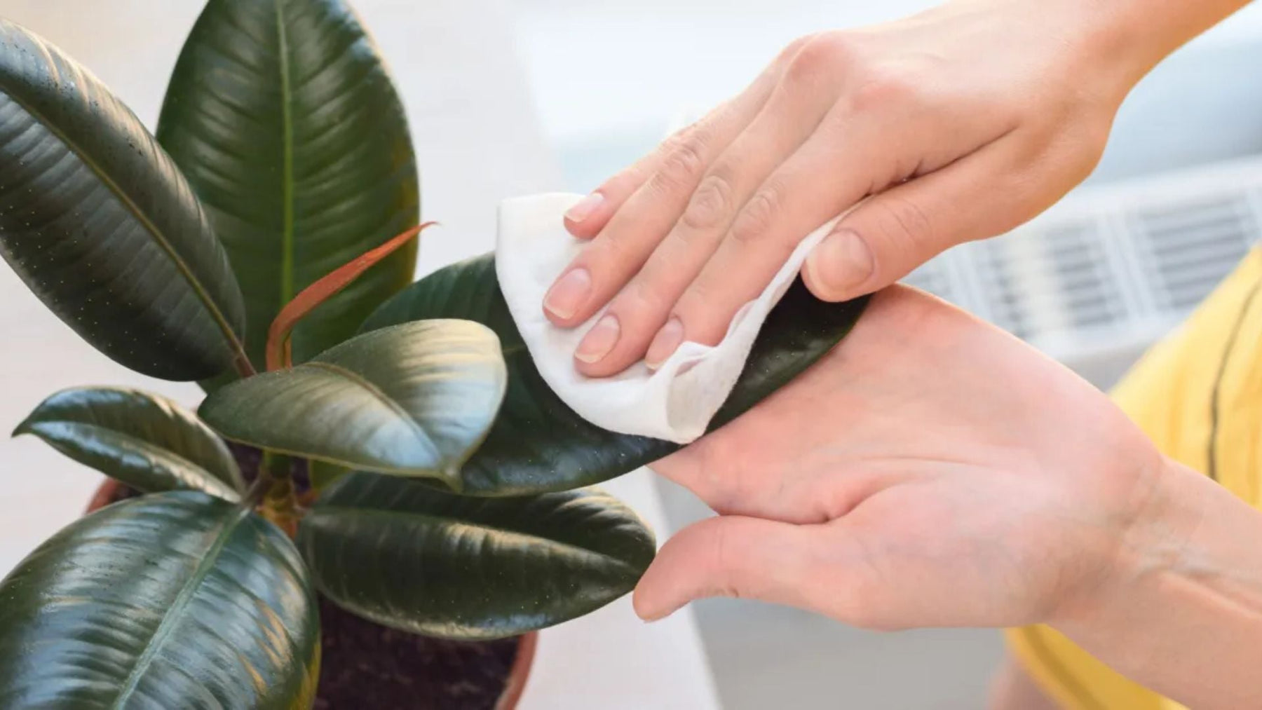 Rubber Plant Care India – Easy Indoor Care, Watering, and Growing Tips
