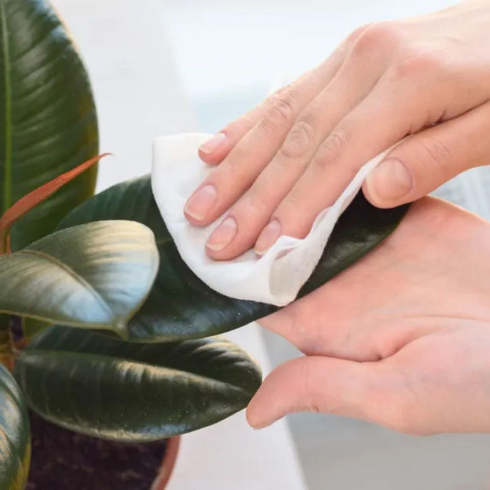 Rubber Plant Care India – Easy Indoor Care, Watering, and Growing Tips