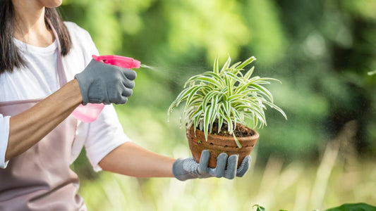 Fertilizing After Monsoon – Best Tips to Feed Plants Naturally & Boost Growth