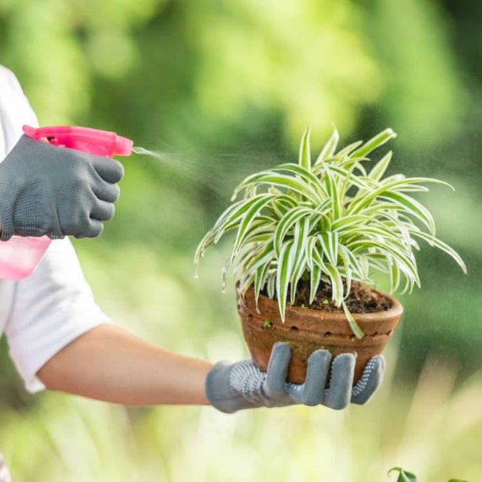 Fertilizing After Monsoon – Best Tips to Feed Plants Naturally & Boost Growth