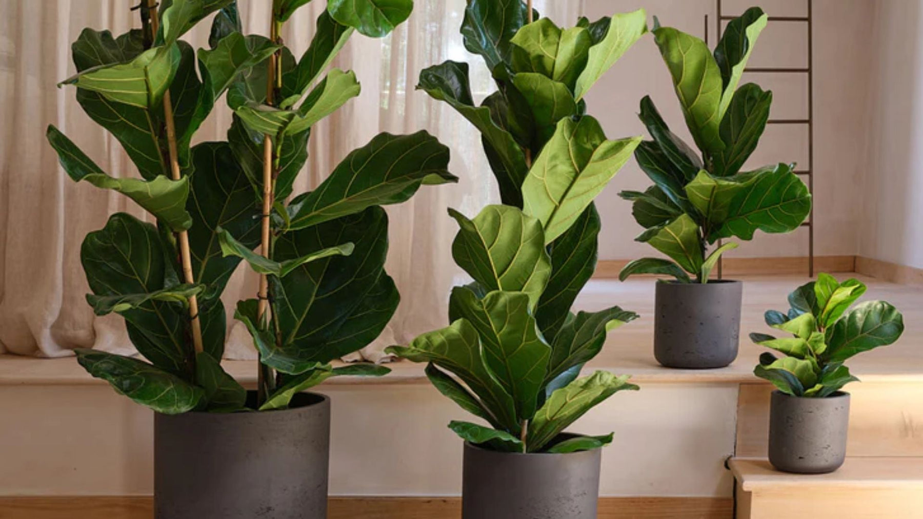 Fiddle Leaf Fig Plant Care India – Simple Indoor Care, Watering & Growth Tips