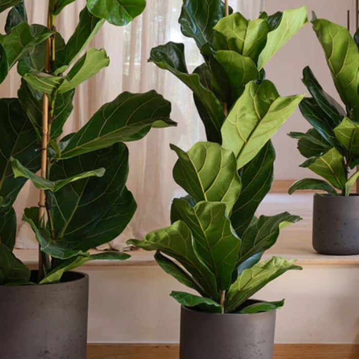 Fiddle Leaf Fig Plant Care India – Simple Indoor Care, Watering & Growth Tips