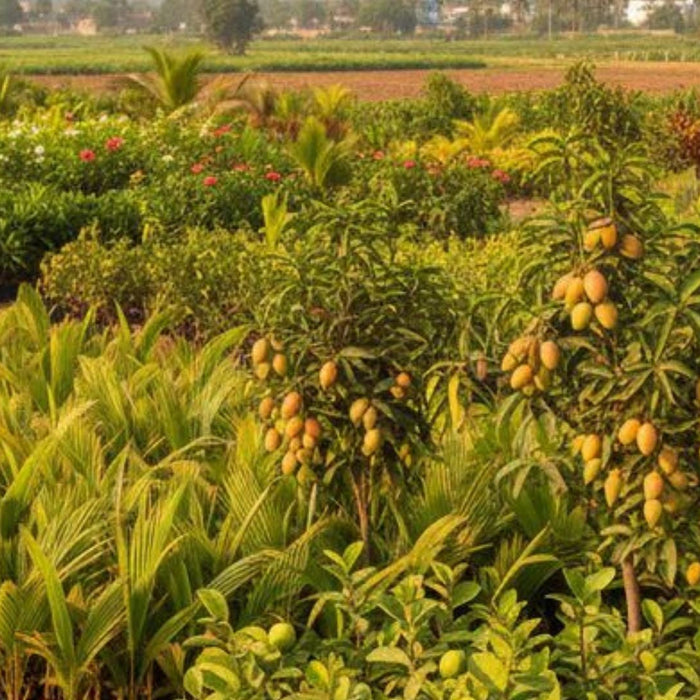 Wholesale Suppliers for Coconut, Mango, and Guava Plants in India – Saharanpur Nursery