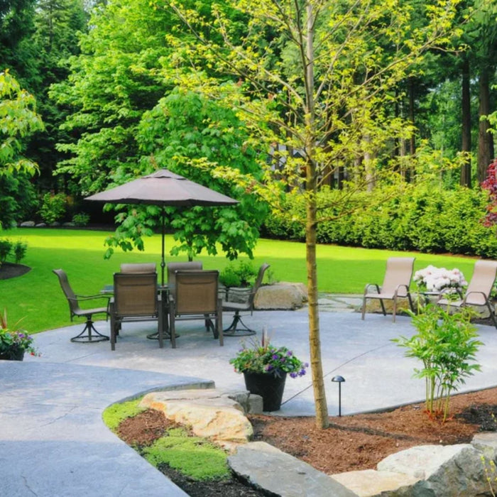 Top Landscaping Trees in India 2025 | Fast-Growing & Decorative Trees from Saharanpur Nursery