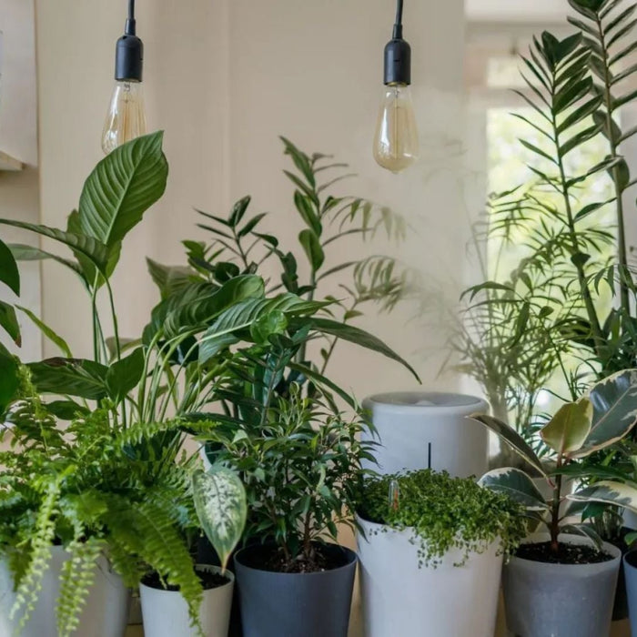 Lucky Plants for Home Vastu Guide | Attract Wealth, Peace & Happiness Naturally