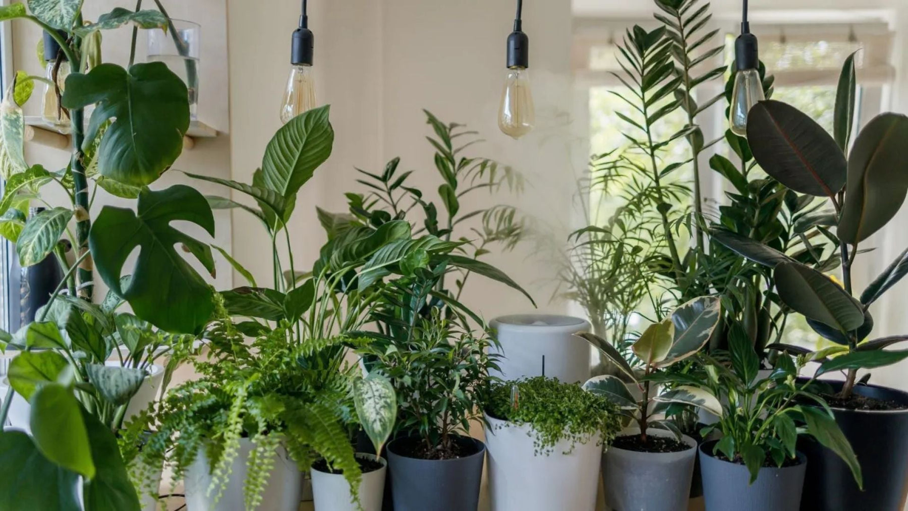 Dark Foliage Indoor Plants in India 2026: Stylish, Low-Care & Air-Purifying Choices for Modern Homes
