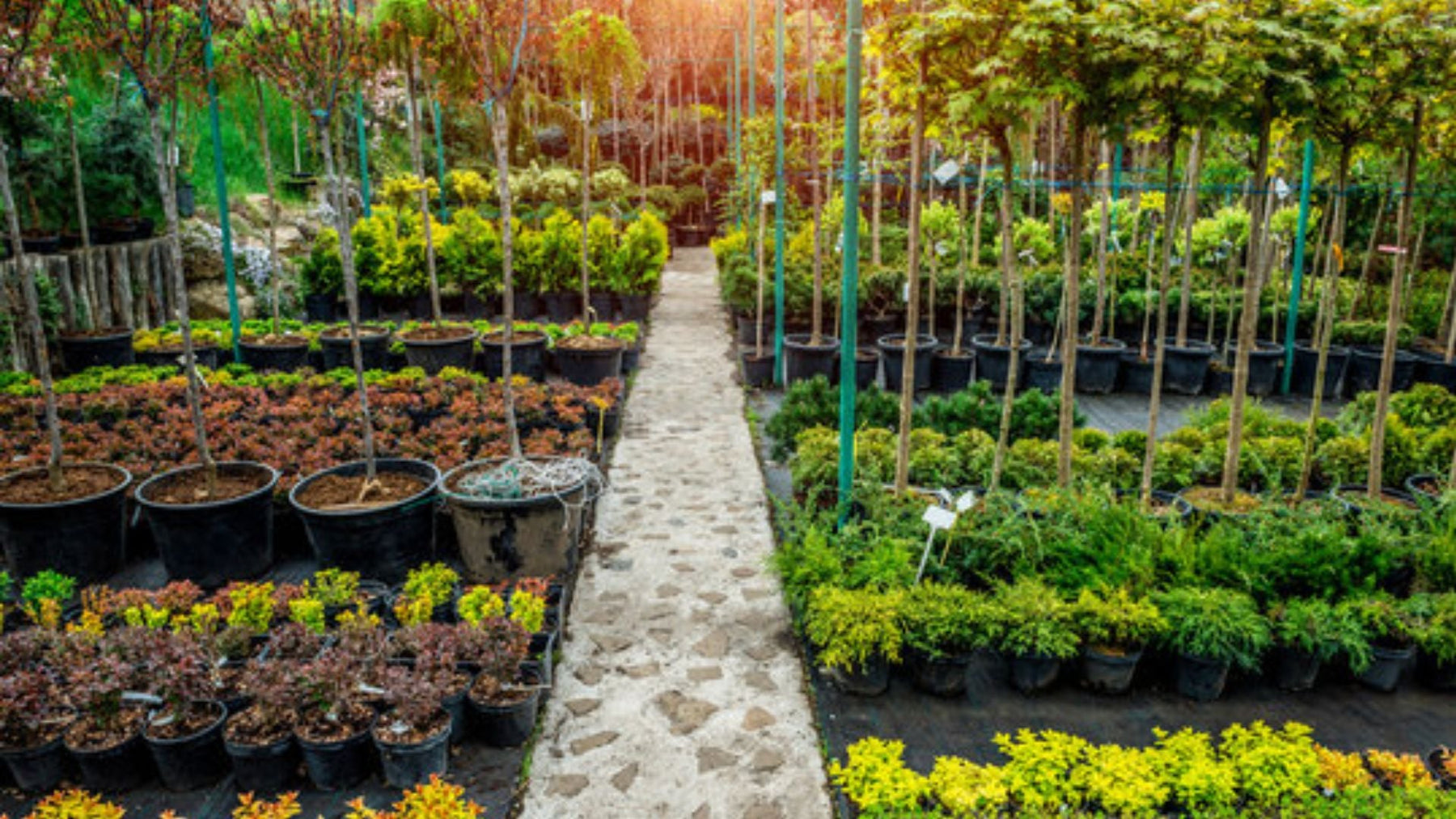 How to Find the best wholesale nursery online: Top Factors to Check Before Buying Plants