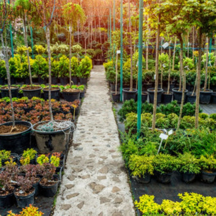 How to Find the best wholesale nursery online: Top Factors to Check Before Buying Plants