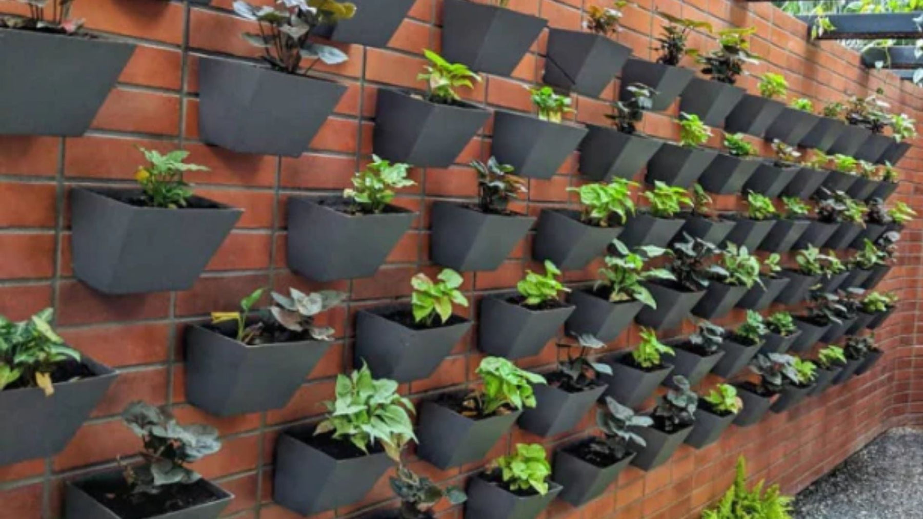 Top 50 Creeper Plants for Indian Gardens, Walls &amp; Home Décor – Complete Easy Guide