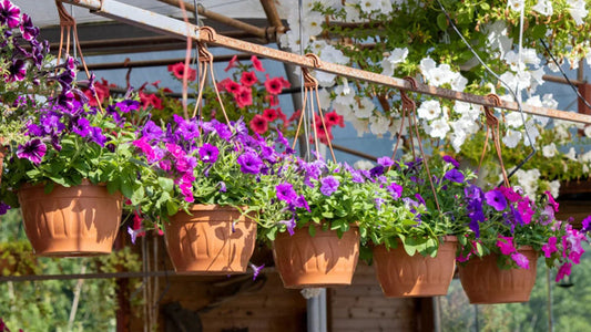 Best Flowering Plants for Spring in India – Easy Guide for Home Gardeners