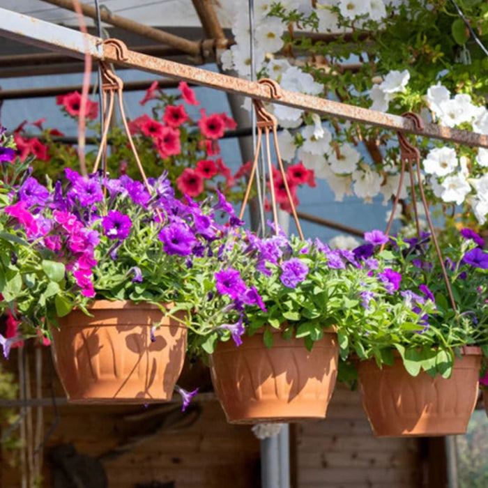 Best Flowering Plants for Spring in India – Easy Guide for Home Gardeners