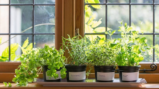 How to Grow Medicinal Plants in Balcony | Simple Herbal Gardening Guide (India)
