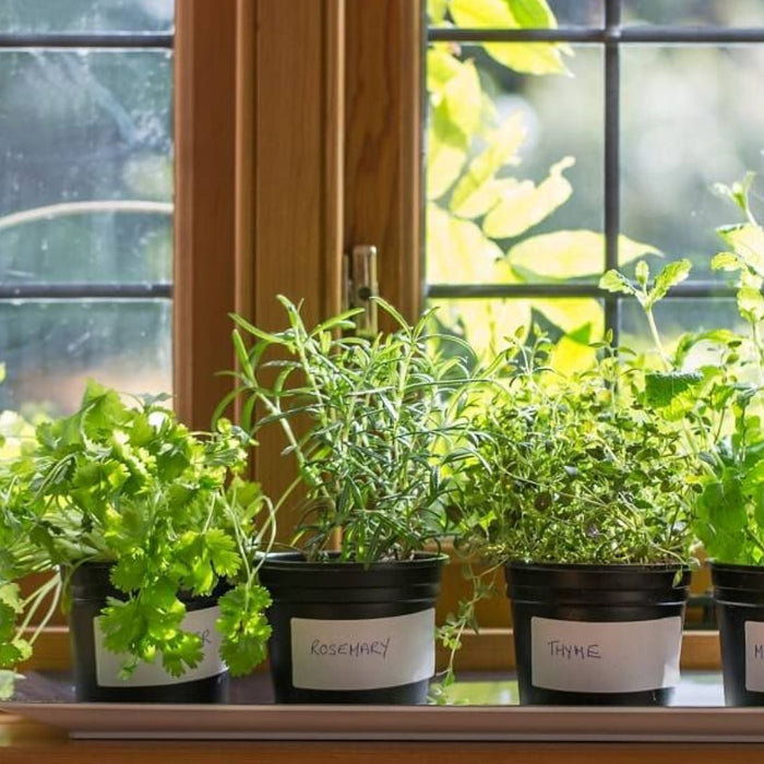 How to Grow Medicinal Plants in Balcony | Simple Herbal Gardening Guide (India)