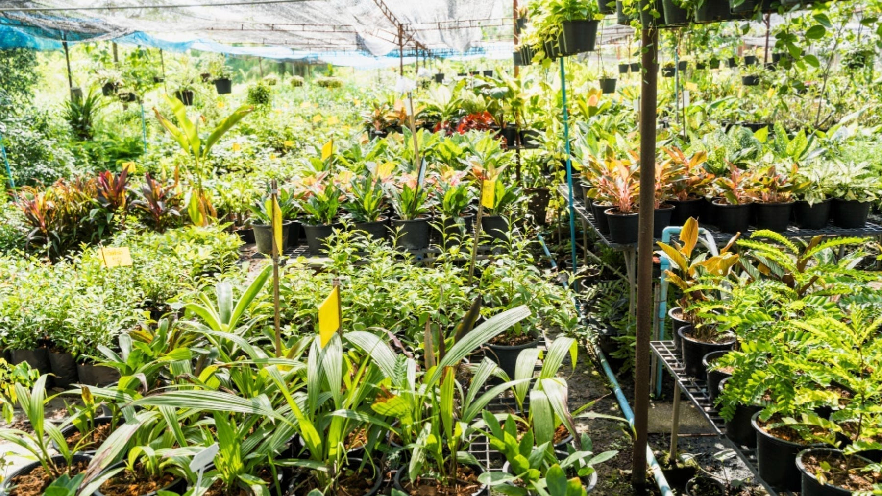 Best Plant Nursery Near Me: Top Tips to Choose the Perfect Nursery for Healthy Plan