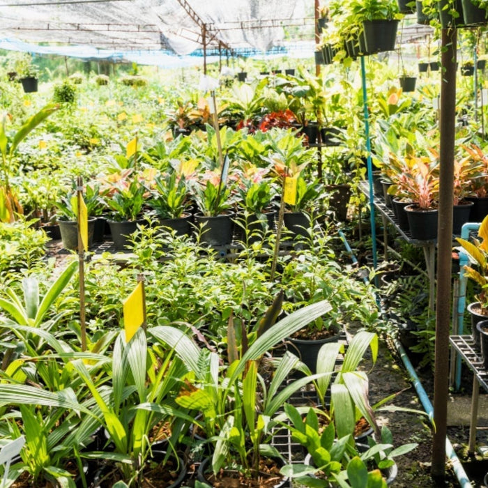 Best Plant Nursery Near Me: Top Tips to Choose the Perfect Nursery for Healthy Plan