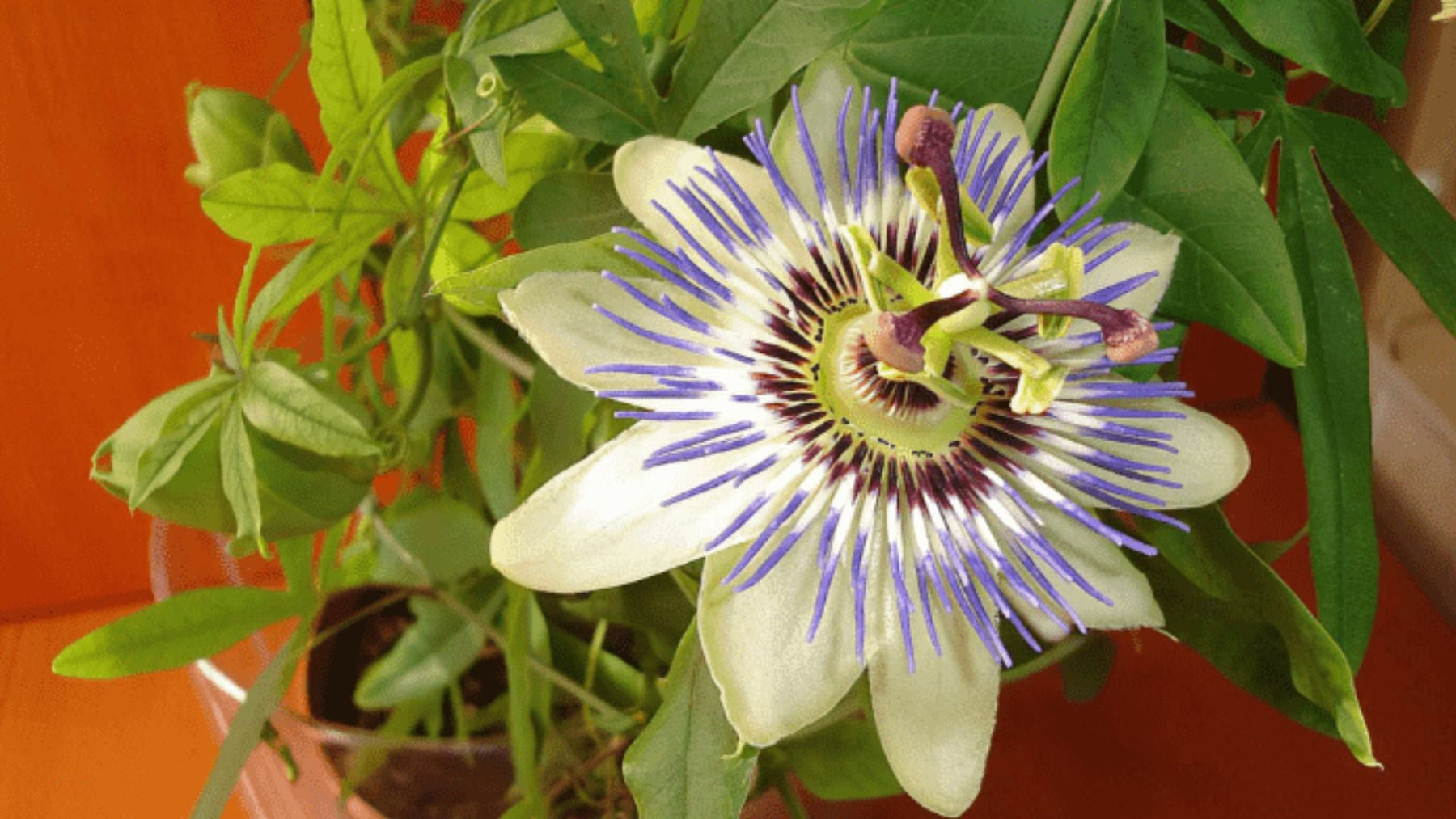 Passion Flower Plant is Called Krishna Kamal – Spiritual Meaning, Benefits &amp; How to Grow at Home
