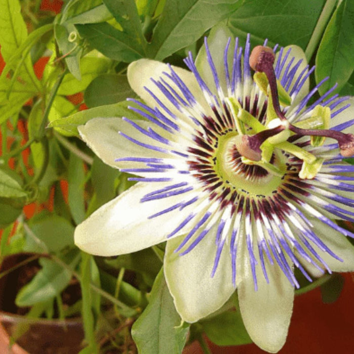 Passion Flower Plant is Called Krishna Kamal – Spiritual Meaning, Benefits &amp; How to Grow at Home