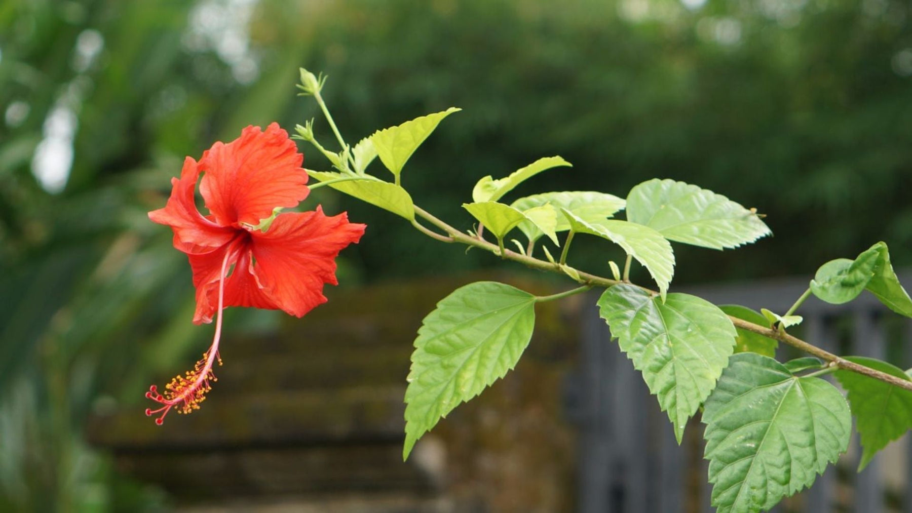 Hibiscus Plant Care in Winter – Complete Guide to Keep Your Gudhal Healthy &amp; Blooming