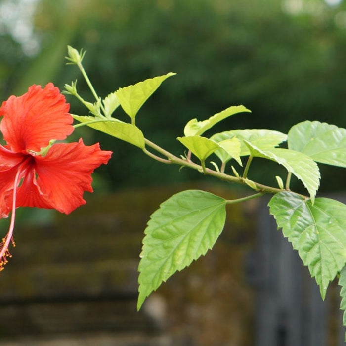 Hibiscus Plant Care in Winter – Complete Guide to Keep Your Gudhal Healthy &amp; Blooming